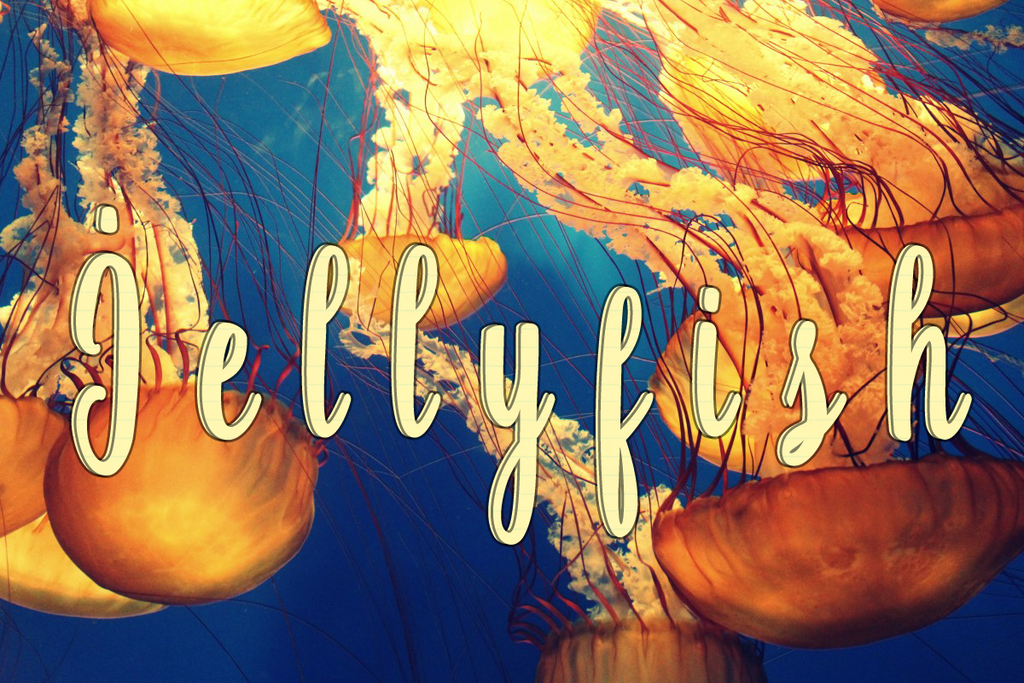 JELLYFISH (by Tom Russell)