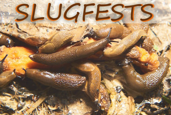 SLUGFESTS (by Tom Russell)