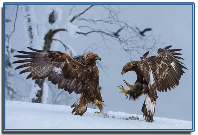 TWO EAGLES AND A DOVE, PART 2 (by Tom Russell)